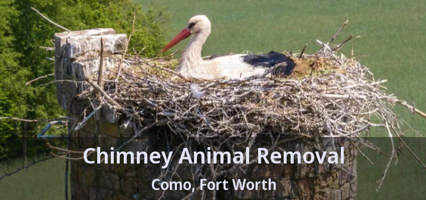 Chimney Animal Removal Como, Fort Worth - TX