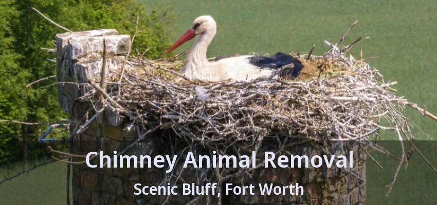 Chimney Animal Removal Scenic Bluff, Fort Worth - TX