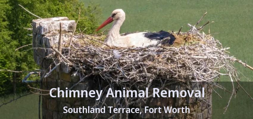 Chimney Animal Removal Southland Terrace, Fort Worth - TX