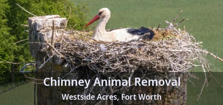 Chimney Animal Removal Westside Acres, Fort Worth - TX