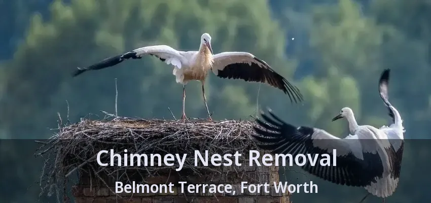 Chimney Nest Removal Belmont Terrace, Fort Worth - TX