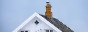 Chimney Nest Removal Fort Worth